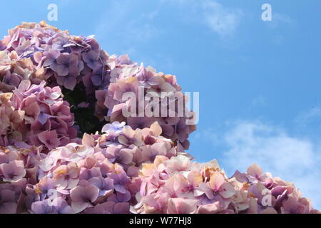 Immagine di luce rosa e viola ortensia (Hydrangea macrophylla) di fronte un blu cielo chiaro Foto Stock