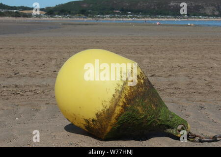 Immagine di un giallo, alghe boa coperti su una spiaggia con il mare e la collina di distanza, in una giornata di sole in Abersoch Foto Stock