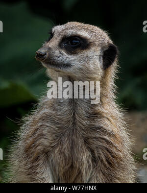 Meerkat Foto Stock