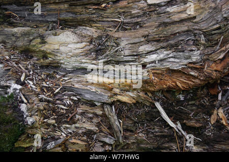 La texture del vecchio moncone marcio driftwood closeup nella foresta Foto Stock