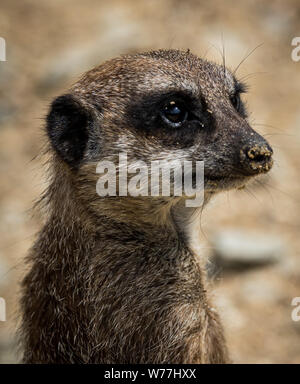 Meerkat Foto Stock