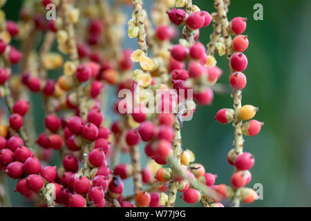 I frutti della pianta Caryota mitis close-up nella luce naturale. Thailandia. Foto Stock