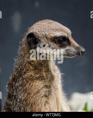 Meerkat Foto Stock