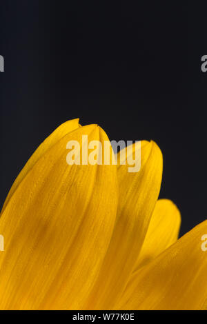 Girasole giallo petali di fiore close up ancora al buio su un sfondo nero Foto Stock