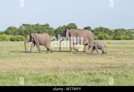 Elefante africano (Loxodonta africana), un gruppo di famiglia composta da una madre e due vitelli, uno nei pressi di full-coltivati, gli altri giovani. Foto Stock