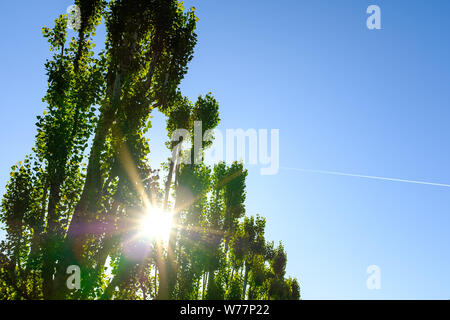 Verdi alberi paesaggio con sole che splende attraverso su un cielo blu Foto Stock