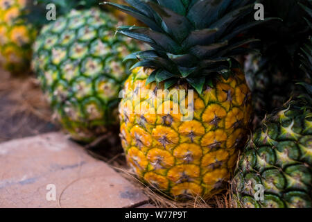 Fila di appena raccolto frutti ananas, dolce MG3 varietà. Copia dello spazio. Messa a fuoco selettiva. Foto Stock