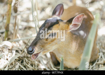 Giovani brown deer seduta e appoggio ritratto della fauna selvatica Foto Stock