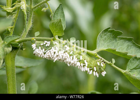 Verme di tabacco coperto in coons parassiti di vespa - sestta di Manduca Foto Stock