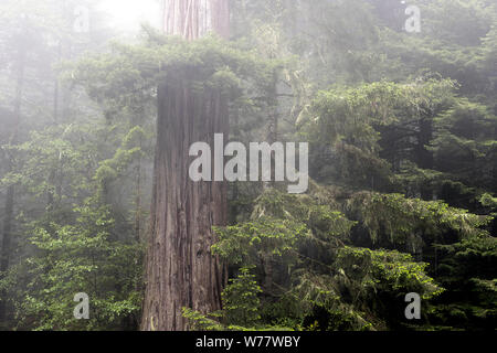 CA03437-00...CALIFORNIA - nebbia in alberi di sequoia, Lady Bird Johnson Grove Redwoods National Park. Foto Stock