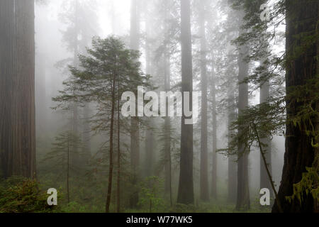 CA03441-00...CALIFORNIA - alberi di sequoia e la nebbia lungo la dannazione Creek Trail in Del Norte Coast State Park, il Parco Nazionale di Redwood. Foto Stock