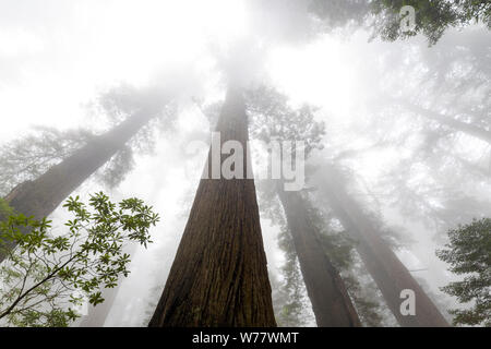 CA03442-00...CALIFORNIA - alberi di sequoia e la nebbia lungo la dannazione Creek Trail in Del Norte Coast State Park, il Parco Nazionale di Redwood. Foto Stock