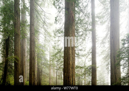 CA03444-00...CALIFORNIA - alberi di sequoia e la nebbia lungo la dannazione Creek Trail in Del Norte Coast State Park, il Parco Nazionale di Redwood. Foto Stock