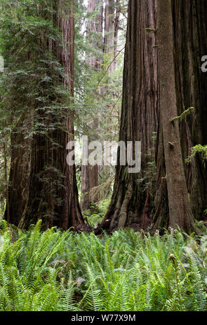 CA03452-00...CALIFORNIA - alberi di sequoia in Simpson-Reed boschetto di Jediah Smith Redwoods State Park. Foto Stock