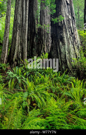 CA03465-00...CALIFORNIA - Felci e alberi di sequoia in Prairie Creek Redwoods State Park. Foto Stock