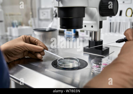 Specialista in marrone guanti in lattice non di controllo di controllo della fecondazione in vitro di processo in piastre di Petri nel laboratorio di IVF. Primo piano. Orizzontale. Foto Stock