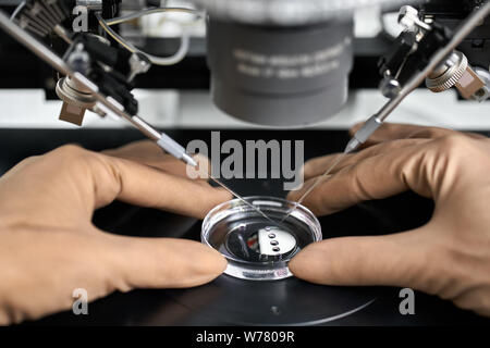 Dottore in marrone guanti in lattice non di controllo di controllo della fecondazione in vitro di processo in una capsula di Petri con un aiuto di IFV manipolatore in labo Foto Stock