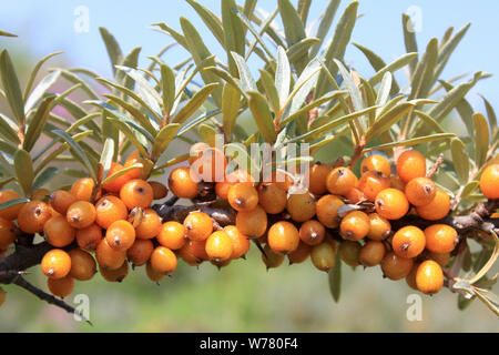 Mare Frangola bacche Hippophae rhamnoides nota Foto Stock