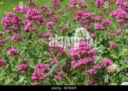 Rosso e Bianco Fiori di valeriana Centranthus ruber Foto Stock