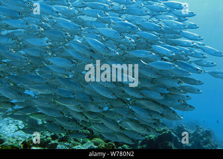 Sgombri Scad sigaro pesce (Decapterus macarellus), scolarizzazione, Curacao Foto Stock