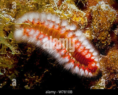 Barbuto Fireworm (Hermodice carunculata), pungente, Curacao Foto Stock