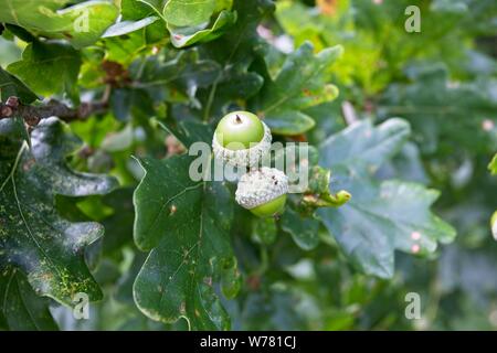 Ghiande che cresce su una vecchia quercia in Oriente campagna del Sussex, Regno Unito Foto Stock