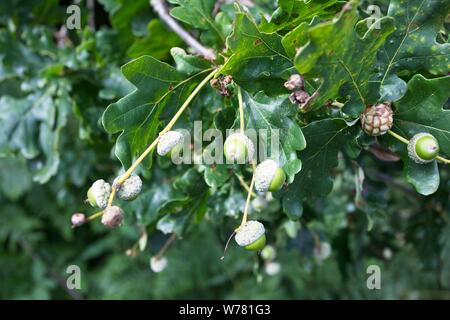 Ghiande che cresce su una vecchia quercia in Oriente campagna del Sussex, Regno Unito Foto Stock