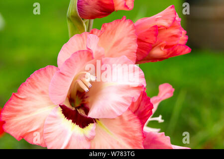 Bel fiore del Gladiolus cresce nell'anno giardino su sfondo verde Foto Stock