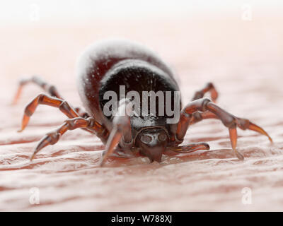3d reso illustrazione di un tick mordere nella pelle umana Foto Stock