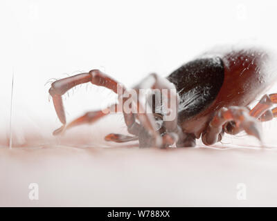 3d reso illustrazione di un tick mordere nella pelle umana Foto Stock