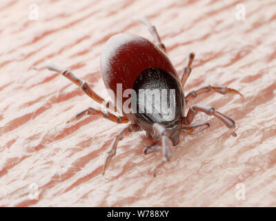 3d reso illustrazione di un tick mordere nella pelle umana Foto Stock