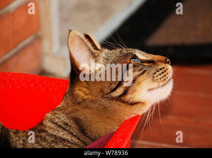 Un uomo di un anno, un gatto da tabby grigio che guarda al suo fianco. È seduto in una scatola di plastica rossa per gatti su un balcone in mattoni e terracotta a N.E. Italia Foto Stock