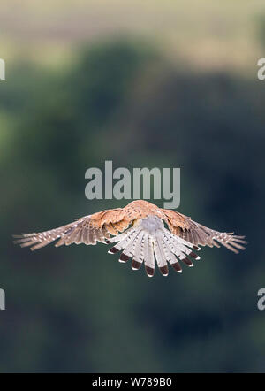 Il Gheppio (Falco tinnunculus) maschio uccello in volo passando sopra il southdowns UK. Grigio di testa e di coda, pezzata rossa indietro marrone, nero bar sulla estremità di coda. Foto Stock