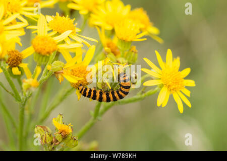 Il cinabro (Tyria jacobaeae) larve di falena caterpillar giallo arancione con bande nere lungo la lunghezza del corpo. Sul campo fleawort (Senecio integrifolius) Foto Stock