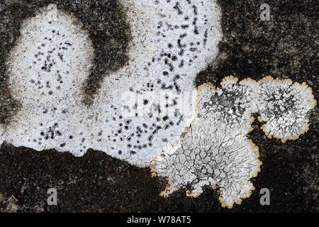 Natura fotografia di lichen colonizzando è host geologica della pietra e della roccia che mostra ad andamento casuale, forma, consistenza, con una sottile color pallette mi Foto Stock