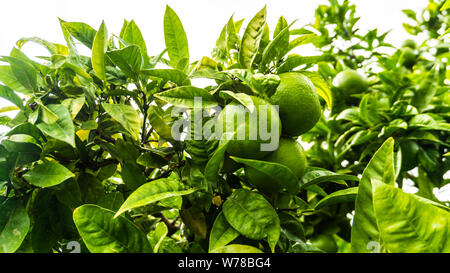 Limonenbaum mit Früchten Foto Stock