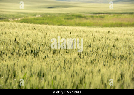 Close up di chicchi di grano crescente nel sud del Saskatchewan. Foto Stock