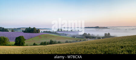 Phacelia tanacetifolia. Fiddleneck campi di raccolto nelle prime ore del mattino la nebbia a sunrise. Swalcliffe, Oxfordshire, Inghilterra. Vista panoramica Foto Stock