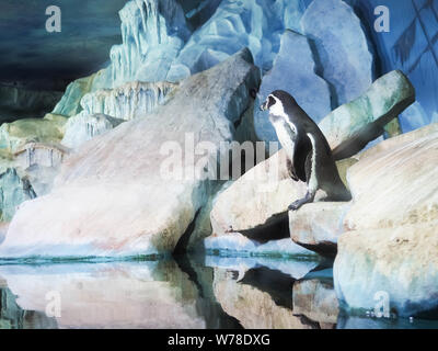 Pinguini su una roccia, pinguini allo zoo, all'interno, dietro il vetro. Foto Stock