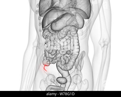 3D Rendering accurato dal punto di vista medico illustrazione dell'appendice Foto Stock