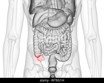3D Rendering accurato dal punto di vista medico illustrazione dell'appendice Foto Stock