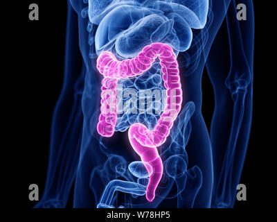 3D Rendering accurato dal punto di vista medico illustrazione dell'intestino crasso Foto Stock