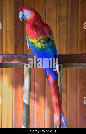 Scarlet Macaw al Tambopata Research Center, Amazzonia peruviana Foto Stock