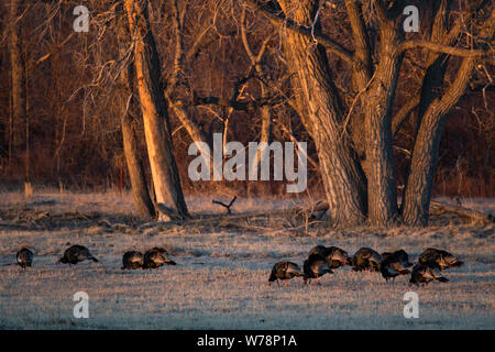 Un gregge di tacchini selvatici alimentando in Early Morning Light Foto Stock
