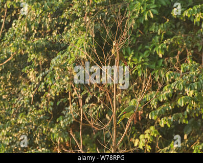 Giallo-incoronato pappagalli in un albero, fiume Tambopata, Amazzonia peruviana Foto Stock