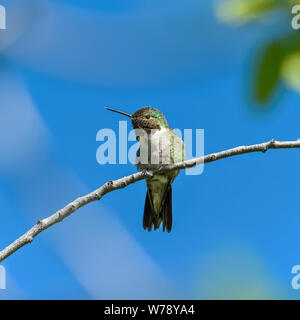 Hummingbird - Una vista ravvicinata di un simpatico ampio maschio-tailed Hummingbird appollaiate su un ramo di un arbusto alto. Parco Nazionale delle Montagne Rocciose, Colorado, Stati Uniti. Foto Stock