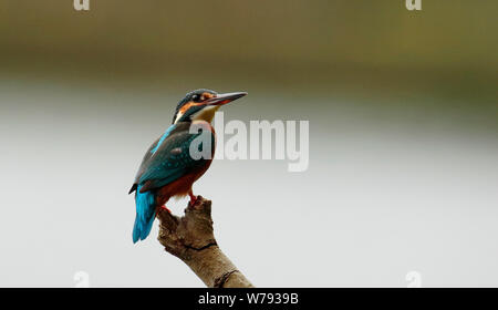 Kingfisher femmina Foto Stock