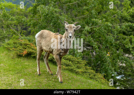 Molla le pecore di montagna - un giovane femmina Rocky Mountain Bighorn passeggiate e giornate di pascolo su un prato verde nel Parco Nazionale di Banff, Alberta, Canada. Foto Stock