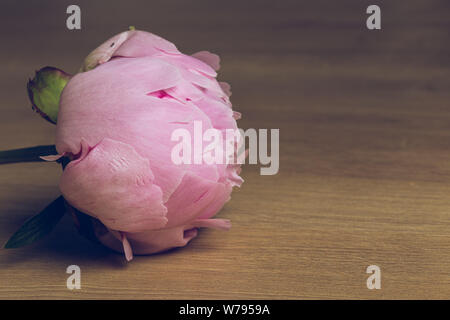 Rosa peonia fiore in fiore close up su un sfondo di legno Foto Stock