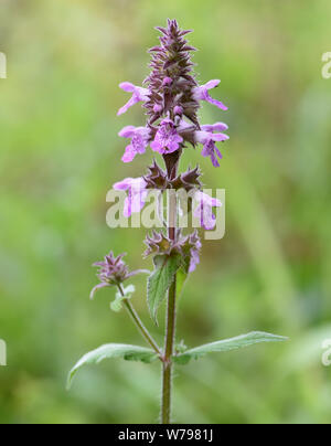 Flower spike di marsh woundwort (Stachys palustris) crescere accanto a un ombroso bosco via. Bedgebury Forest, Hawkhurst, Kent. Regno Unito. Foto Stock